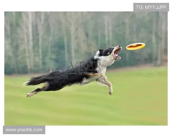 飞盘焦点：重庆飞盘队的个人能力探讨